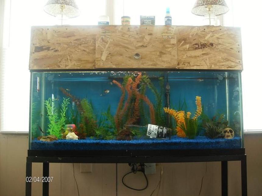 Rated #3737: 50 Gallons Freshwater Fish Tank - 50 Gallon Full View.
See a 5 minute vid of the tank and all the fish here. 
Song has swear words use caution!