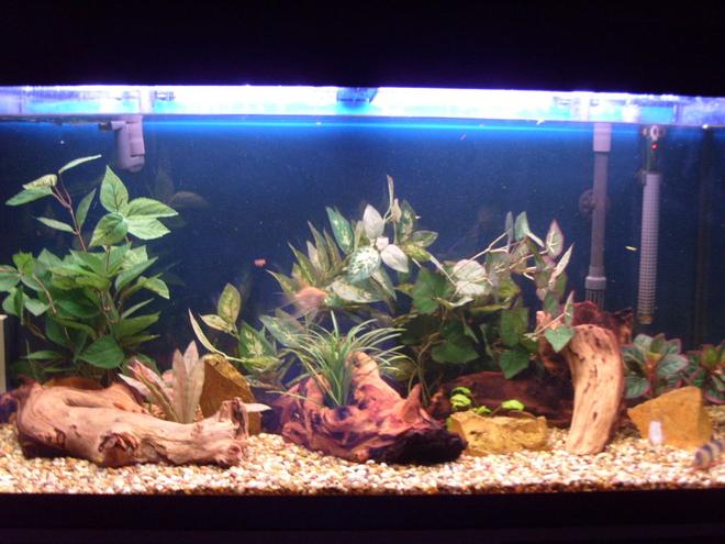 44 gallons freshwater fish tank (mostly fish and non-living decorations) - My tank
