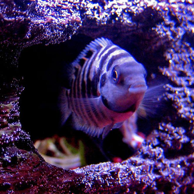 freshwater fish - archocentrus nigrofasciatus - black convict cichlid stocking in 10 gallons tank - Female Black Convict Cichlid