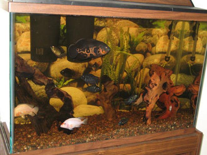 45 gallons freshwater fish tank (mostly fish and non-living decorations) - American cichlids w/mopani driftwood decor in 45 gallon tall
