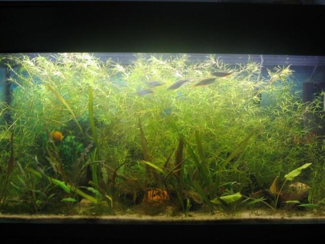 35 gallons planted tank (mostly live plants and fish) - 35g planted. 2wpg. plants; najas grass, crypts,  java moss, vals, anubias..Plain sand as gravel. no Co2 and no ferts.. low maintainance tank overall..


With patience you get this.