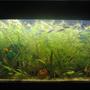 35 gallons planted tank (mostly live plants and fish) - 35g planted. 2wpg. plants; najas grass, crypts, java moss, vals, anubias..Plain sand as gravel. no Co2 and no ferts.. low maintainance tank overall.. With patience you get this.