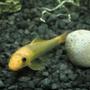 freshwater fish - gyrinocheilos aymonieri - chinese algae eater stocking in 45 gallons tank - Chinese algae eater