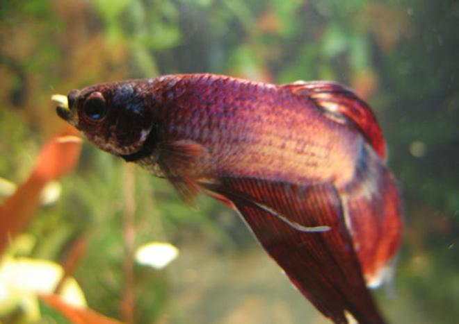 freshwater fish - betta splendens - betta - male stocking in 45 gallons tank - One of my male bettas pigging out in his ten gallon home