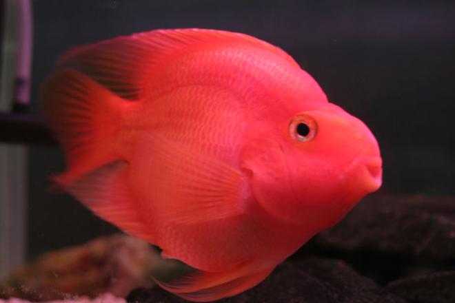 freshwater fish - heros severus x amphilophus citrinellum - blood parrot stocking in 75 gallons tank - pOOyan's other parrot