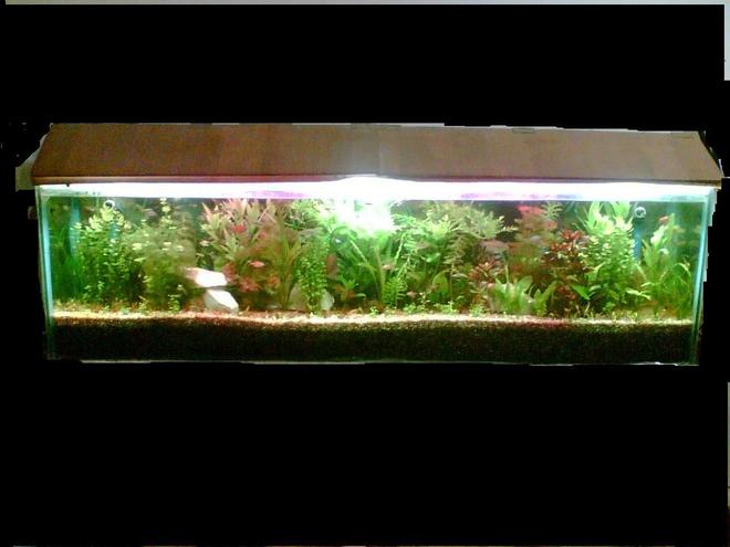 47 gallons planted tank (mostly live plants and fish) - my 3 months old tank long view