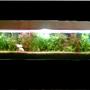 47 gallons planted tank (mostly live plants and fish) - my 3 months old tank long view