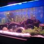 fish tank picture - Current picture of my tank