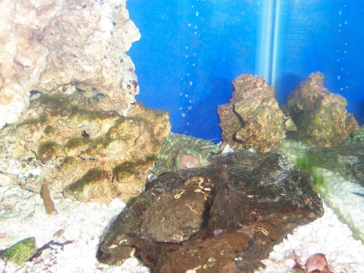 fish tank picture - pic