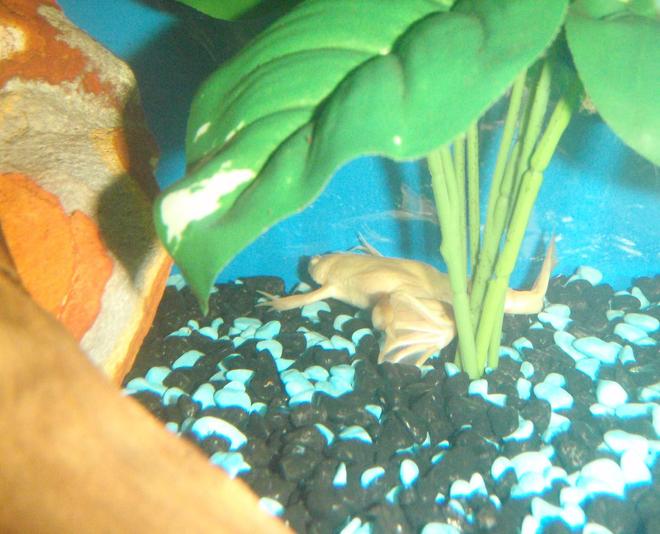 corals inverts - xenopus laevis - albino clawed frog stocking in 60 gallons tank - Albino frog hiding.