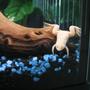 corals inverts - xenopus laevis - albino clawed frog stocking in 60 gallons tank - Albino loves the camera!