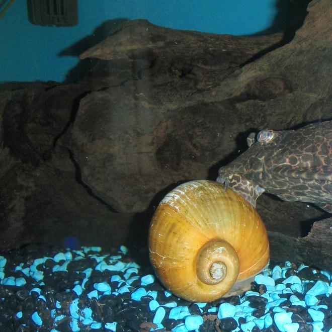 corals inverts - pomacea bridgesii - mystery snail stocking in 60 gallons tank - Cleaning each other.