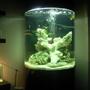 fish tank picture - MALAWI TANK