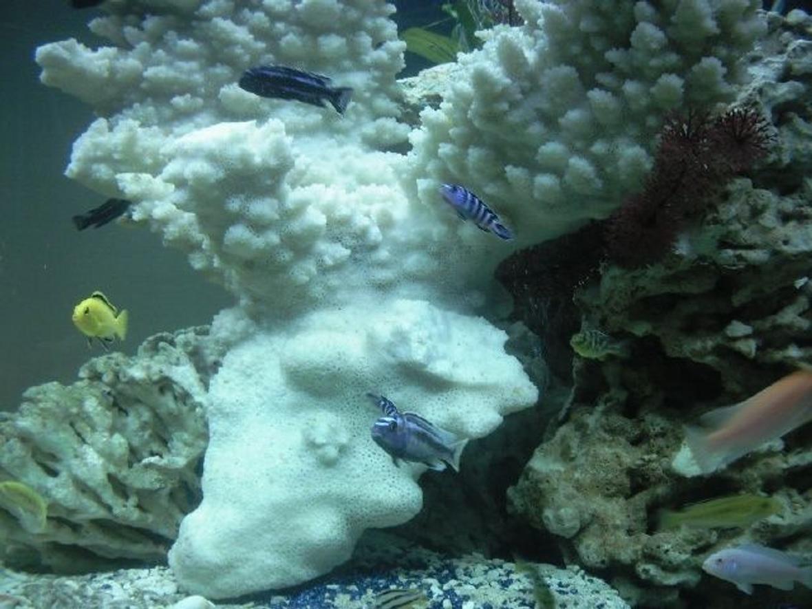 fish tank picture - Malawi tank