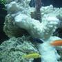 fish tank picture - malawi tank