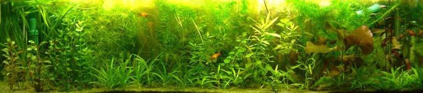 Rated #35: 30 Gallons Planted Tank - My fish tank...before was only plants with mollies