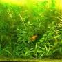 30 gallons planted tank (mostly live plants and fish) - My fish tank...before was only plants with mollies