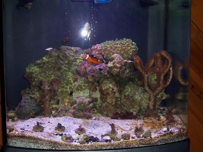 28 gallons reef tank (mostly live coral and fish) - my tank