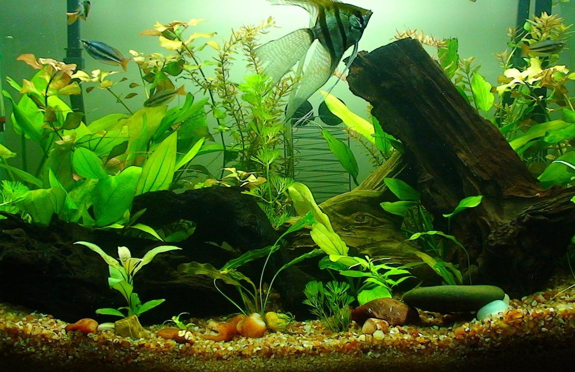 30 gallons planted tank (mostly live plants and fish) - 30 gallon Planted Aquarium Current Population: 2 Guppy 2 Common Pleco 4 Black Widow Tetra 3 Banded Rainbow 9 Neon Tetra 4 Harlequin Rasbora 2 Cherry Barb 2 Rummy Nose Tetras