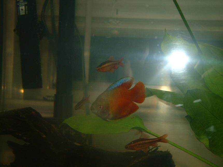 Rated #2253: Freshwater Fish - Colisa Lalia - Flame Dwarf Gourami Stocking In 12 Gallons Tank - my new dwarf gourami and 3 of my 4 tiger barbs