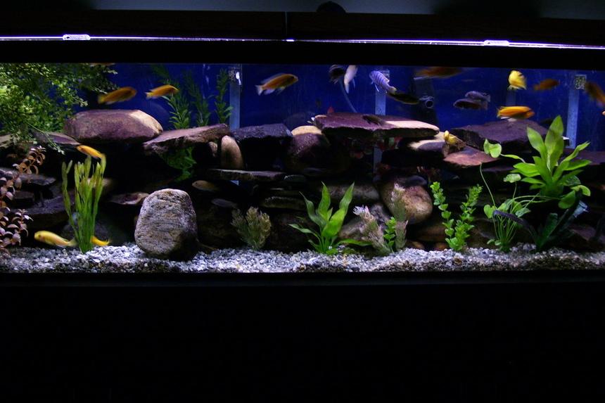 Rated #20: 125 Gallons Freshwater Fish Tank - 125 gallon cichlid tank