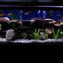 125 gallons freshwater fish tank (mostly fish and non-living decorations) - 125 gallon cichlid tank