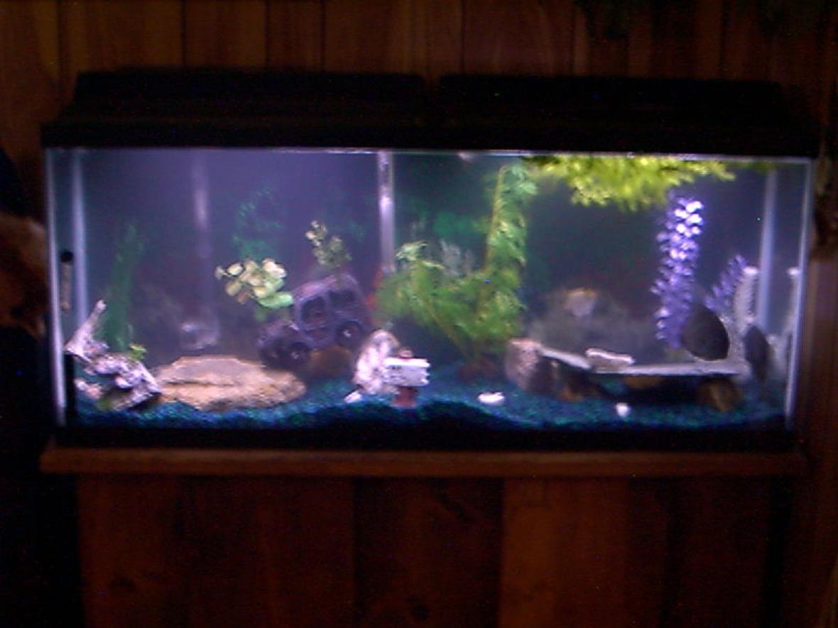 55 gallons freshwater fish tank (mostly fish and non-living decorations) - This is My 55 Gallon "Long" Aquarium with a 60 Wisper Pump/Filter. Two Fluorescent All Glass Pre-Heated lights 15 W. Each. Heater, Bulbe stone..Ect. Not really sure what I am suppose to put here. This is a used Tank I just got & Still learning about all of this stuff so Please Bare With Me! Thank-You!