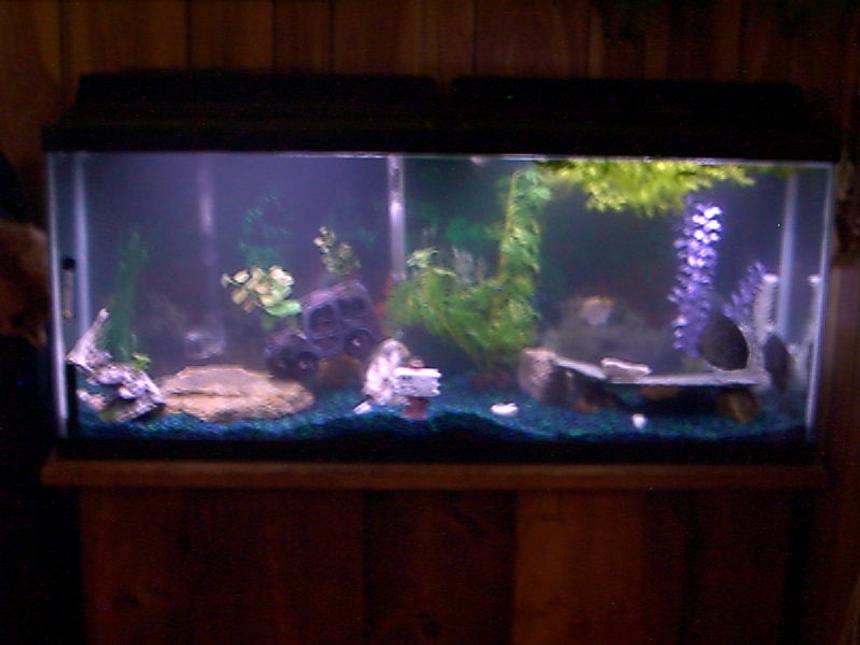Rated #3662: 55 Gallons Freshwater Fish Tank - This is My 55 Gallon "Long" Aquarium with a 60 Wisper Pump/Filter. Two Fluorescent All Glass Pre-Heated lights 15 W. Each. Heater, Bulbe stone..Ect. Not really sure what I am suppose to put here. This is a used Tank I just got & Still learning about all of this stuff so Please Bare With Me! Thank-You!