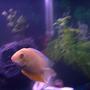 fish tank picture - This is My Golden Severum. He came with the Tank in a bucket of ice cold water he was In for over 24 Hours! Sadly his Buddy did not make it! He was all white and fuzzy and was a very sad, sick Little Fishy. His Eyes were solid white as well. He has been on Meds since He, His Friends & Tank arrived here on 04/12/08. In these past 2 Day's his Eyes & Skin have cleared up SO MUCH & He is up swimming around! I am SO GLAD He came to Us. He was on His Last Fin & Now were expecting a FULL RECOVERY!