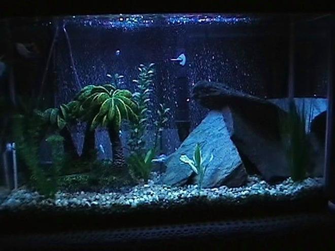 29 gallons freshwater fish tank (mostly fish and non-living decorations) - 29 Gallon Tank with 50 50 lighting.