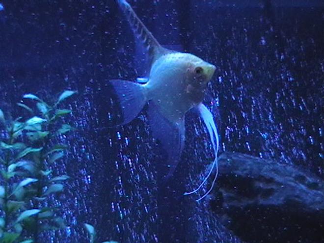 freshwater fish - pterophyllum sp. - gold veil angel stocking in 29 gallons tank - Angelfish with lunar lighting.