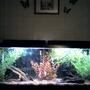 55 gallons freshwater fish tank (mostly fish and non-living decorations) - 55 gal discus tank