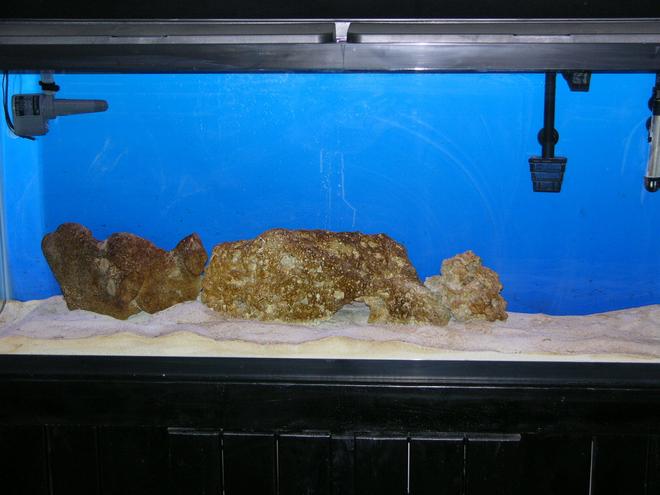 55 gallons reef tank (mostly live coral and fish) - Just started at beginning of Feb. Lots more to go