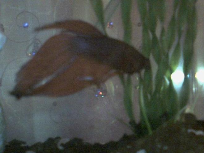 freshwater fish - betta splendens - betta - male stocking in 2 gallons tank - Garter and his plant