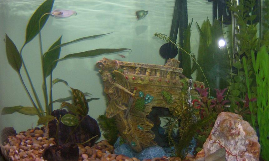 Rated #2165: 54 Gallons Planted Tank - 54g corner tank