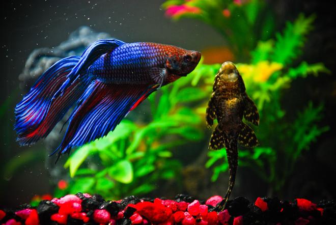 freshwater fish - betta splendens - betta - male stocking in 10 gallons tank - "Bumpy" (the Betta) and "Admiral von Pleco" (the Pleco).