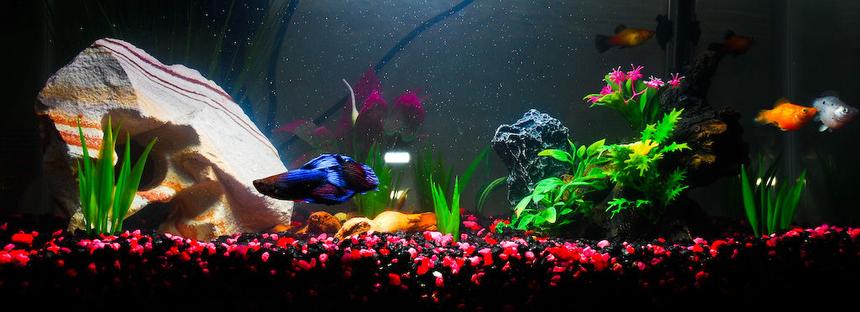 Rated #2259: 10 Gallons Freshwater Fish Tank - This is our first fish tank.
It's a 10 gallon freshwater tank, holding 1 betta (shown in front), 2 balloon mollies, 2 sunset platies, and one pleco (and they all *do* get along very well).

Will probably upgrade to a bigger tank once the pleco grows.

Decorations are mostly artificial...some natural driftwood, and natural rock on the left.