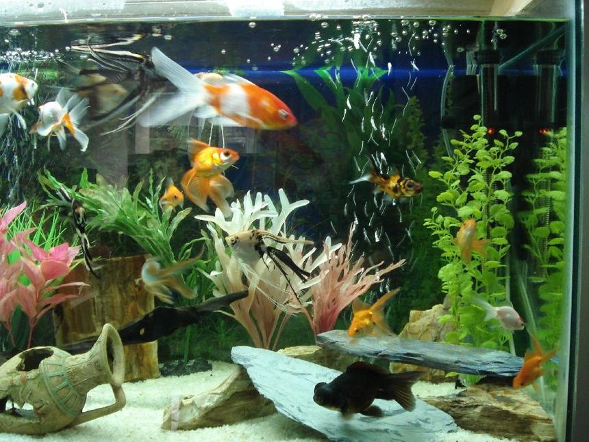 Rated #1781: Freshwater Fish - Carassius Auratus - Fantail Goldfish Stocking In 55 Gallons Tank - my cute little fishes