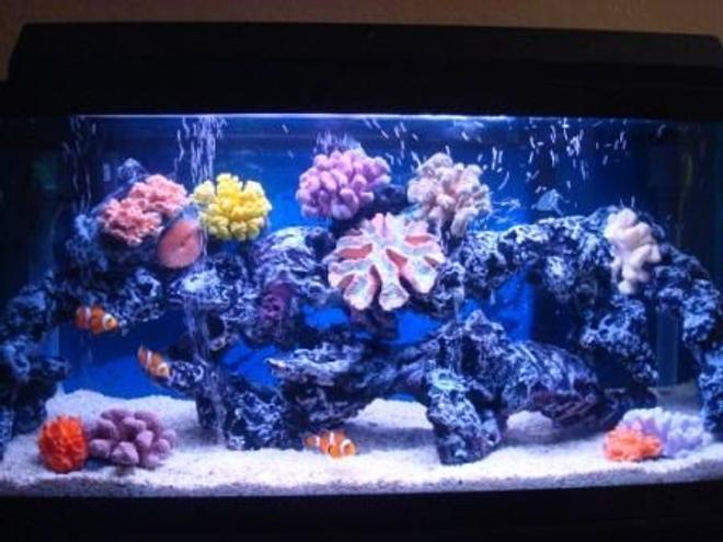 30 gallons saltwater fish tank (mostly fish, little/no live coral) - not bad?