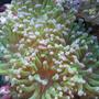 corals inverts - euphyllia paradivisa - frogspawn coral stocking in 45 gallons tank - frogspawn