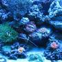fish tank picture - actinic left