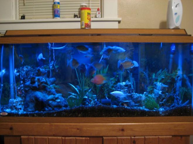 55 gallons freshwater fish tank (mostly fish and non-living decorations) - 55 gallon tank, soon to be 125 gallon