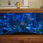 55 gallons freshwater fish tank (mostly fish and non-living decorations) - 55 gallon tank, soon to be 125 gallon