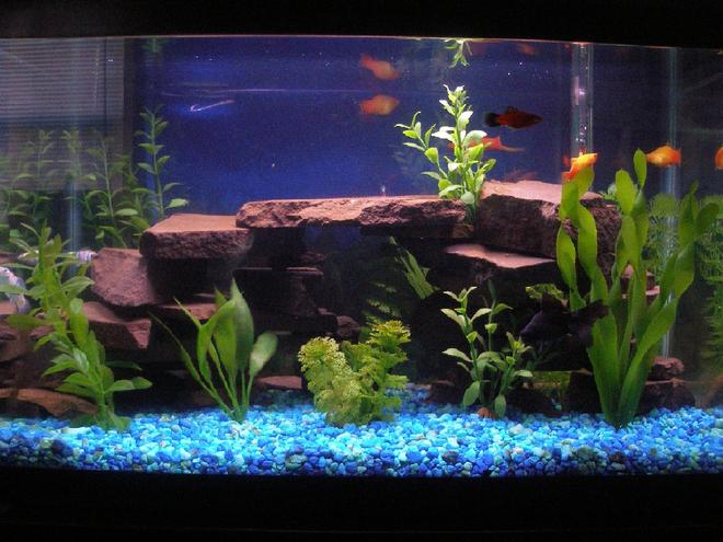 10 gallons freshwater fish tank (mostly fish and non-living decorations) - First ever tank. 10 Gal. built the rock ledges with a maryland flagstone used in our koi ponds. 18" bubble wand along back surface is off due to the  finding of 2 really small babies. Led lighting in coves. thanks.