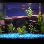 10 gallons freshwater fish tank (mostly fish and non-living decorations) - First ever tank. 10 Gal. built the rock ledges with a maryland flagstone used in our koi ponds. 18" bubble wand along back surface is off due to the finding of 2 really small babies. Led lighting in coves. thanks.
