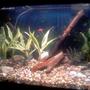 29 gallons planted tank (mostly live plants and fish) - Standard 29 Long