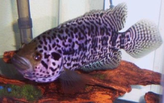 freshwater fish - parachromis managuensis - jaguar cichlid stocking in 75 gallons tank - Jaguar cichlid. The most AGGRESSIVE fish I have! He attacks me, the dog and kids through his tank. Coolest fish ever! 11 inches