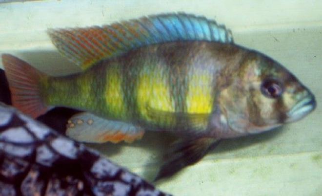 freshwater fish - pundamilia nyererei - nyererei hap stocking in 75 gallons tank - Peacock cichlid.