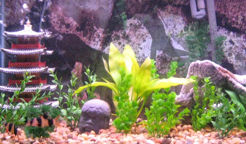 Rated #3236: 50 Gallons Freshwater Fish Tank - fun