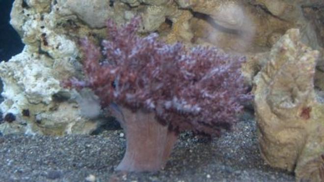 corals inverts - capnella sp. - taro tree coral stocking in 65 gallons tank - kenya tree